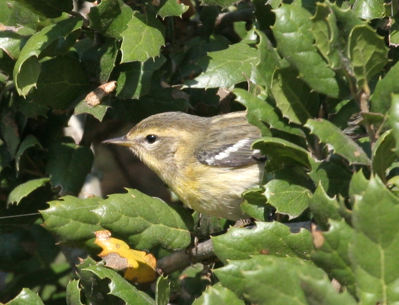 warbler_blackburnian_00403