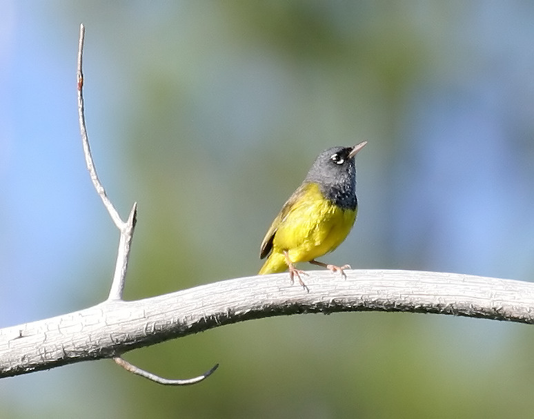 warbler_macgillivrays_0413