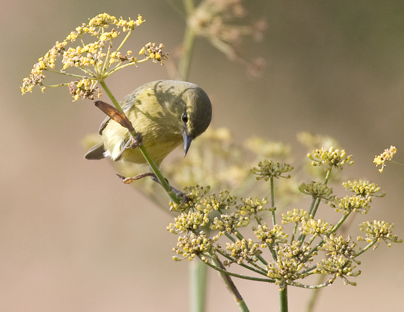 warbler_orange_crowned0414