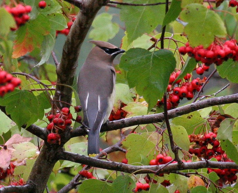 waxwing_cedar_061011