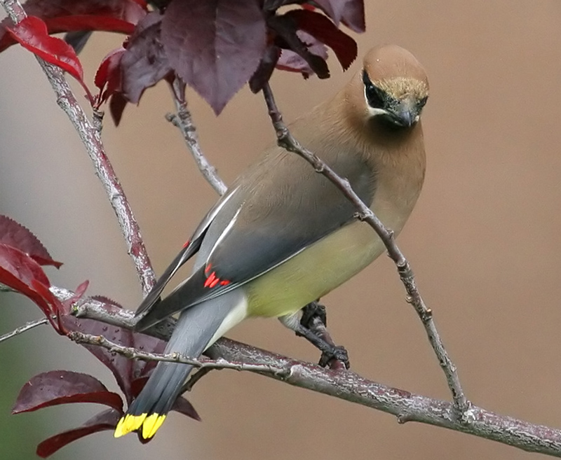 waxwing_cedar_070421