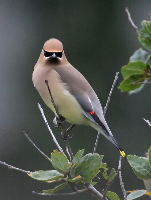 waxwing_cedar_081129