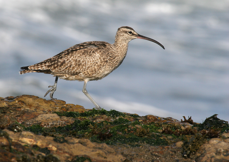 whimbrel_060416a