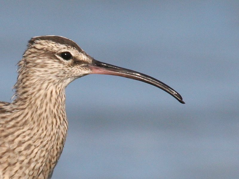 whimbrel_060416b