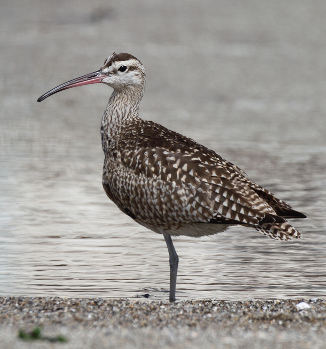 whimbrel_110924a