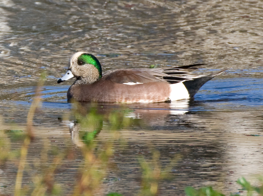 wigeon_american_101114