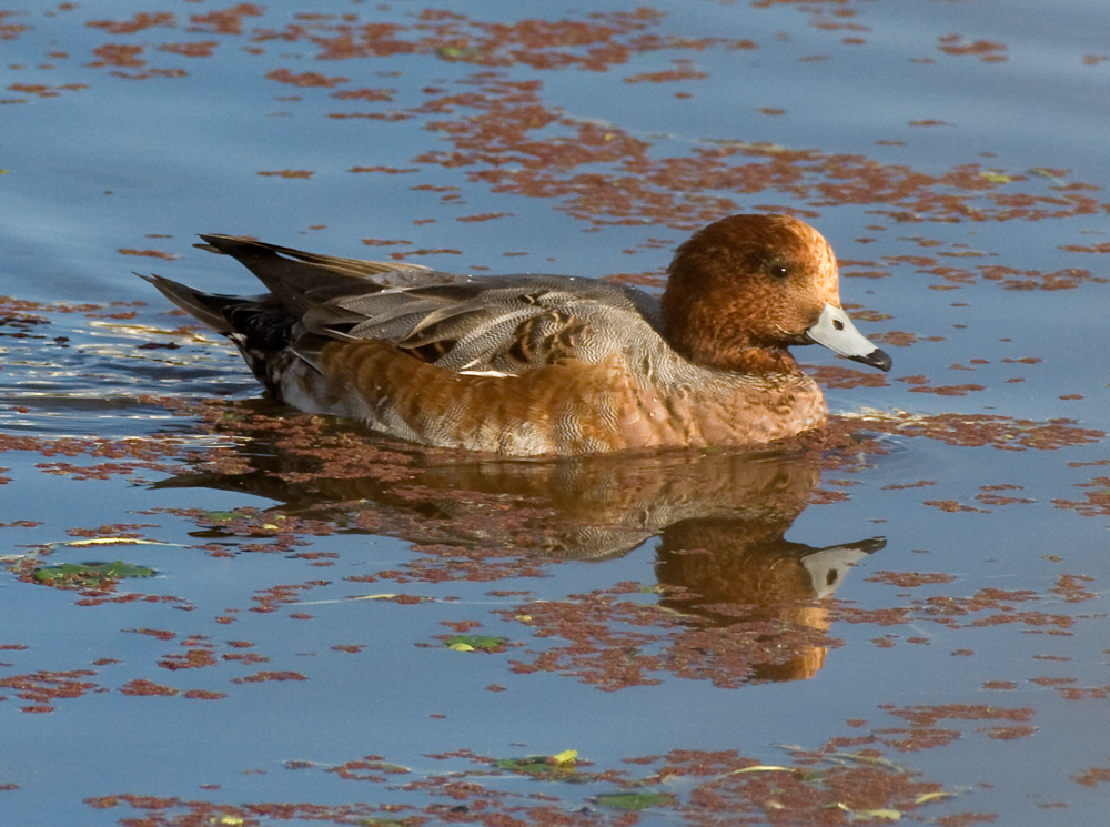 wigeon_eurasian_101114a