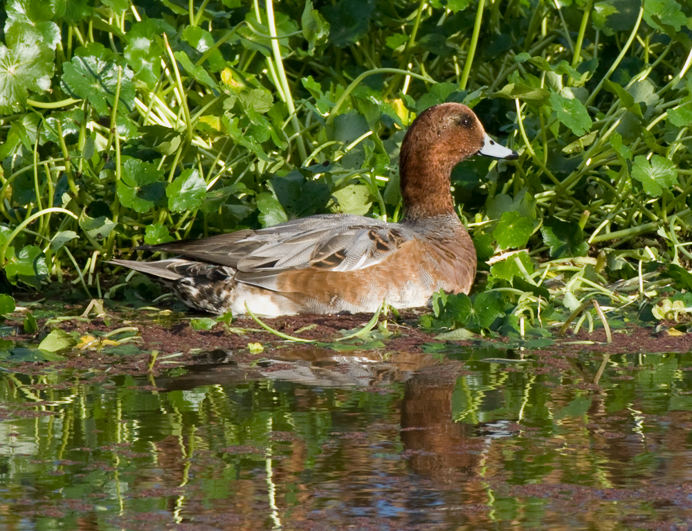 wigeon_eurasian_101114b