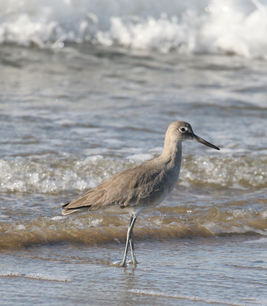 willet_060220b