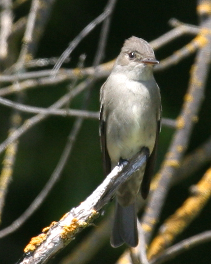 wood_pewee_western_060406