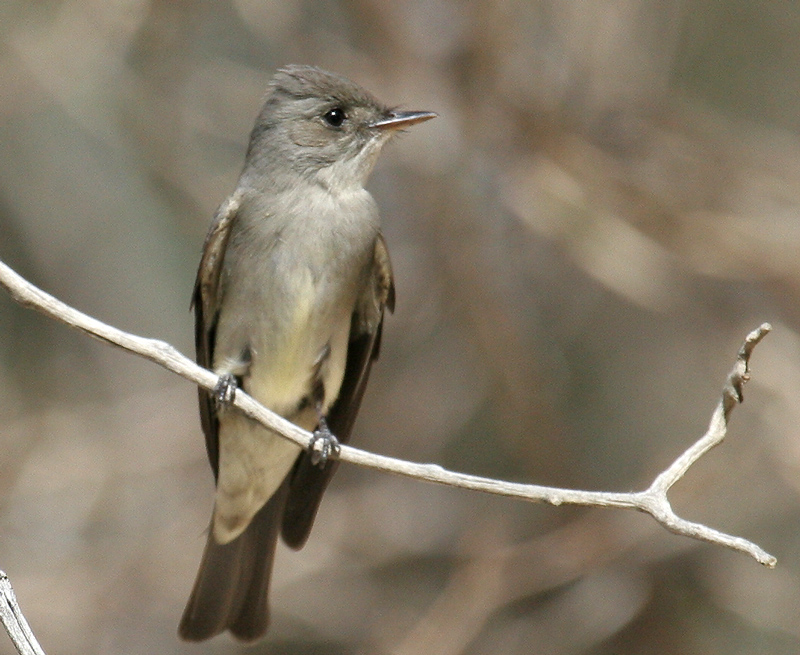 wood_pewee_western_070511