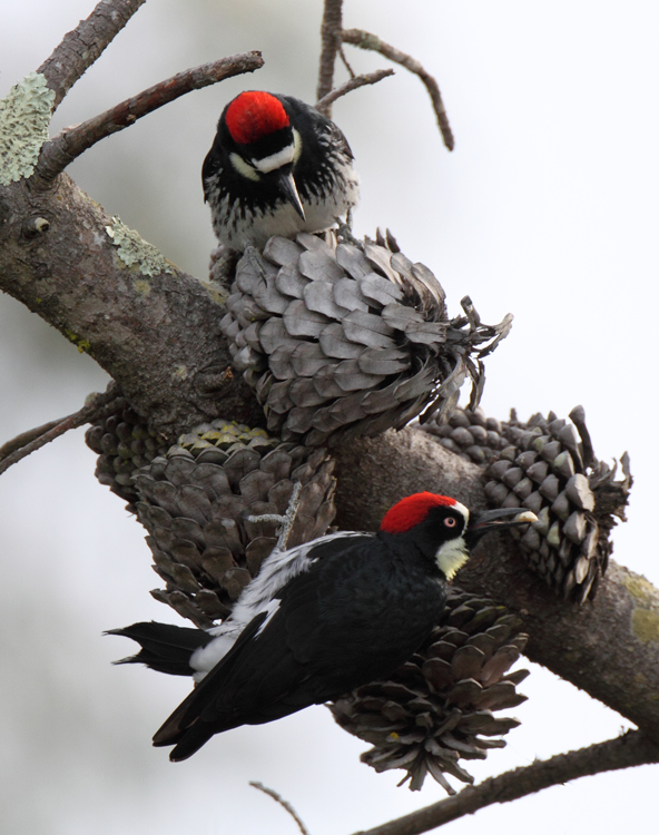 woodpecker_accorn_120226a