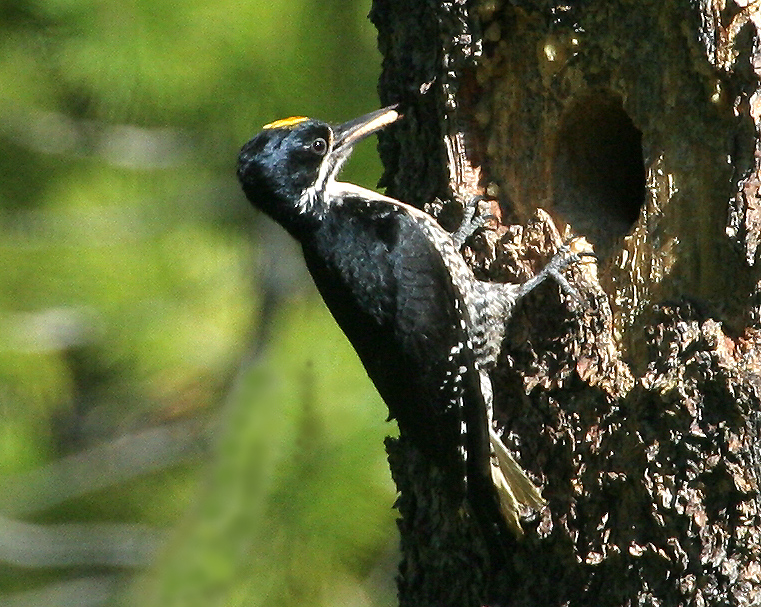 woodpecker_blk_backed_0434