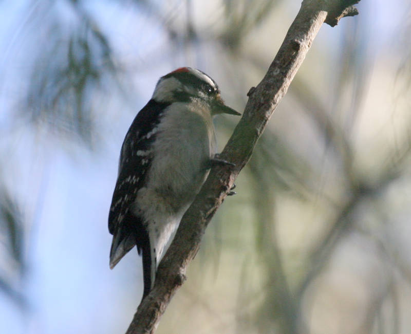 woodpecker_downy_060220