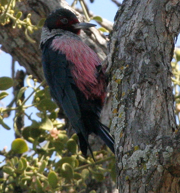 woodpecker_lewis_070108