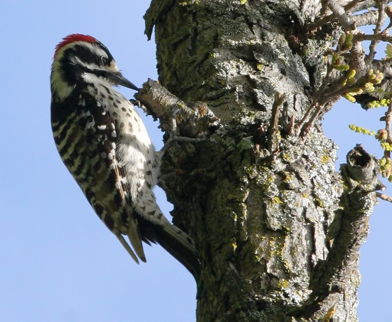 woodpecker_nuttals_060313a