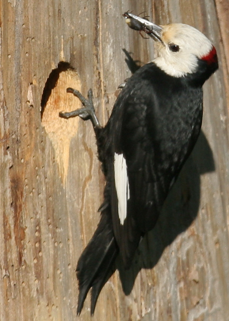 woodpecker_wht_headed_0441