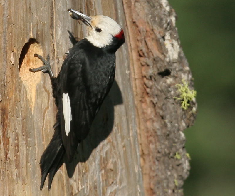 woodpecker_wht_headed_0442