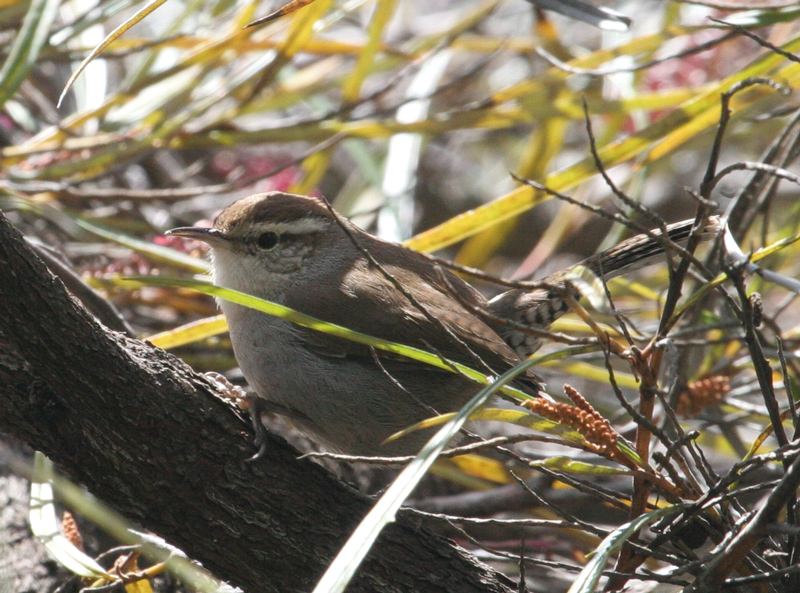 wren_bewicks_060311