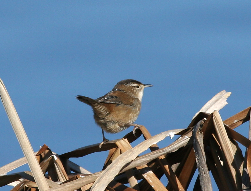 wren_marsh_060123a