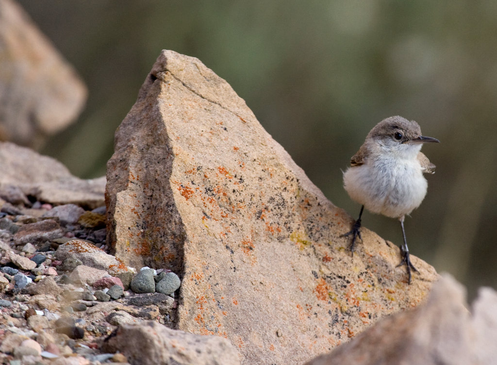 wren_rock_090613