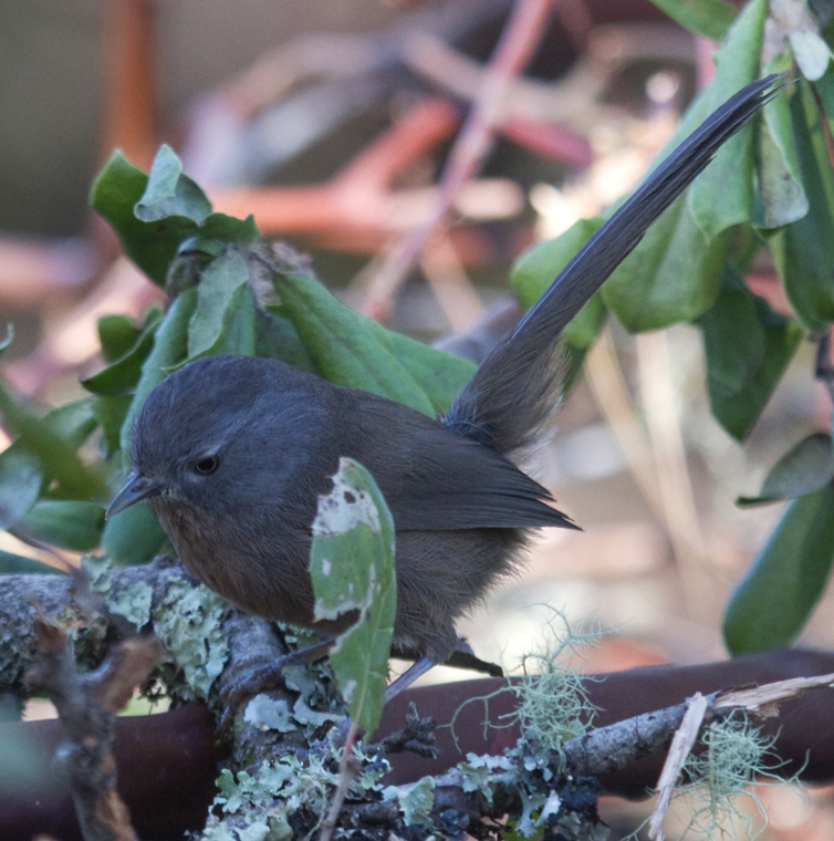 wrentit_110117