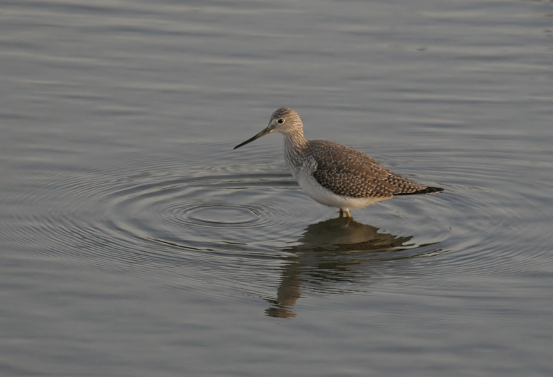 yellow_legs_greater_051229