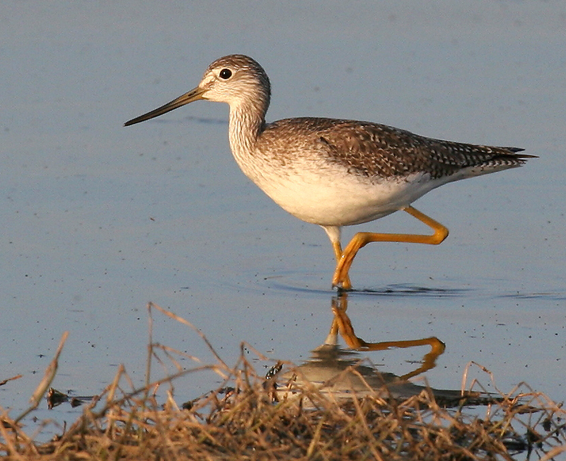 yellow_legs_greater_070319