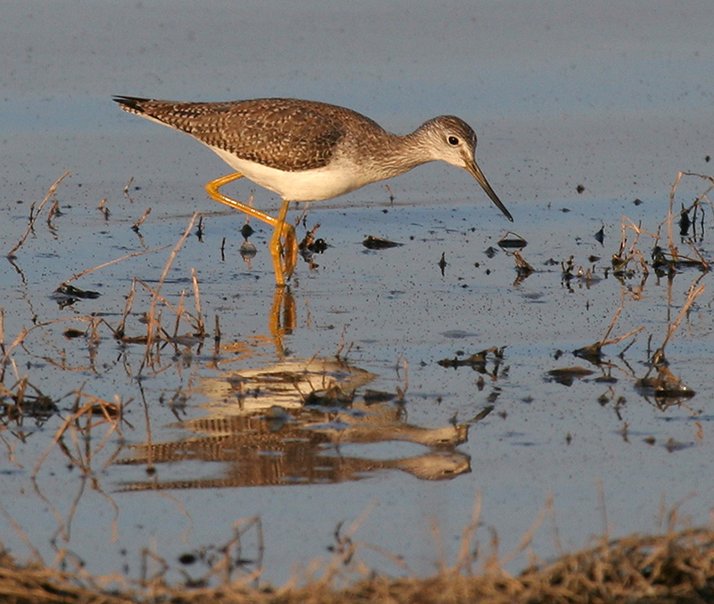 yellow_legs_greater_070320