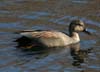 duck_gadwall_060123