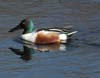 duck_northern_shoveler0041