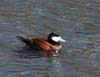 duck_rudy_male_070219