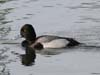 duck_scaup_lesser_060326