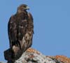 eagle_golden_060529s