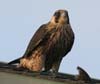 falcon_peregrine_060416