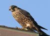 falcon_peregrine_060416b