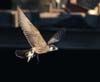 falcon_peregrine_070803