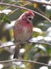 finch_purple_120226b