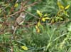 flycatcher_dusky-cappe0087