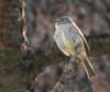 flycatcher_gray_070617