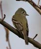 flycatcher_hammonds_110089