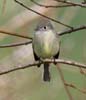 flycatcher_hammonds_110090