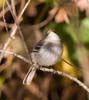 flycatcher_least_201008a