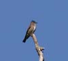 flycatcher_olive_sided0093