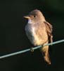 flycatcher_olive_sided0094