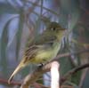 flycatcher_pacific_slo0095