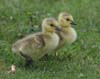 geese_canada_060421b