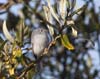 gnatcatcher_blue_gray_0116