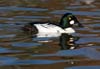 goldeneye_common_110117