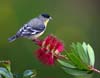 goldfinch_lesser_110402